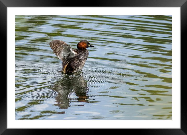 Little grebe (Tachybaptus ruficollis) Framed Mounted Print by chris smith