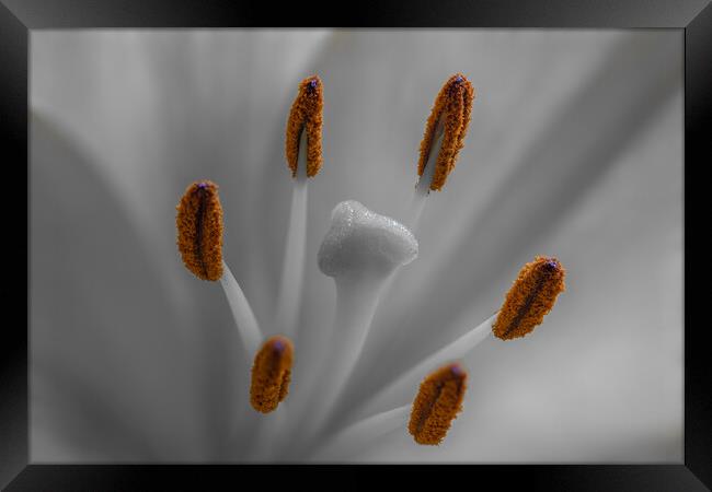Lily lilium Framed Print by chris smith