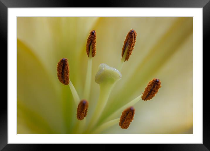 Yellow lily Framed Mounted Print by chris smith