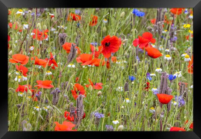 wildflower meadow Framed Print by chris smith