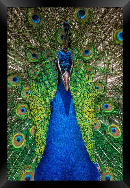 peacock Framed Print by chris smith