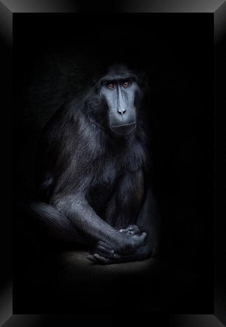sulawesi crested macaque Framed Print by chris smith