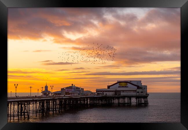 Blackpool Sunset Starling murmuration  Framed Print by chris smith