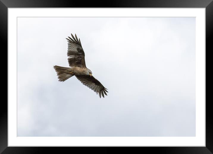 Rare white-coloured red kite  Framed Mounted Print by chris smith