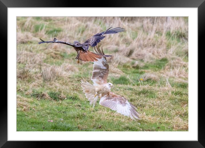 Rare white-coloured red kite Framed Mounted Print by chris smith
