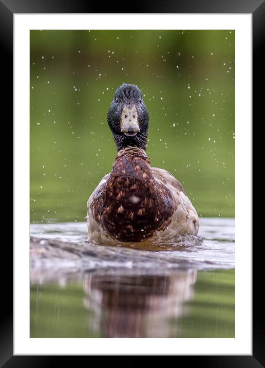 Mallard ( Anas platyrhynchos) Framed Mounted Print by chris smith