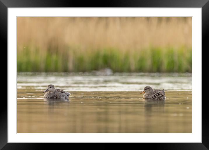 Gadwall (Anas strepera) Framed Mounted Print by chris smith