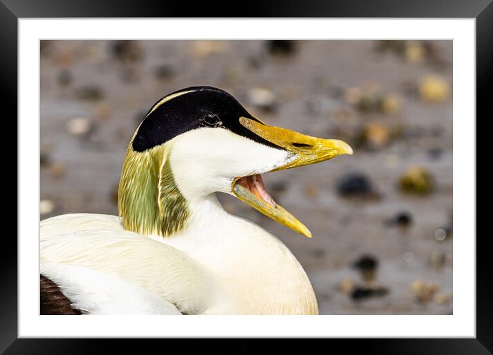 Eider (Somateria mollissima) Framed Mounted Print by chris smith