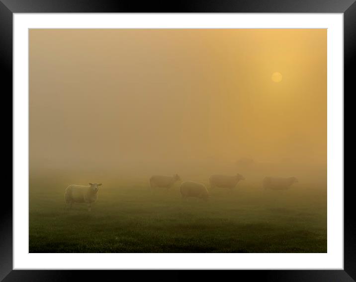 Sheep at sunrise Framed Mounted Print by chris smith