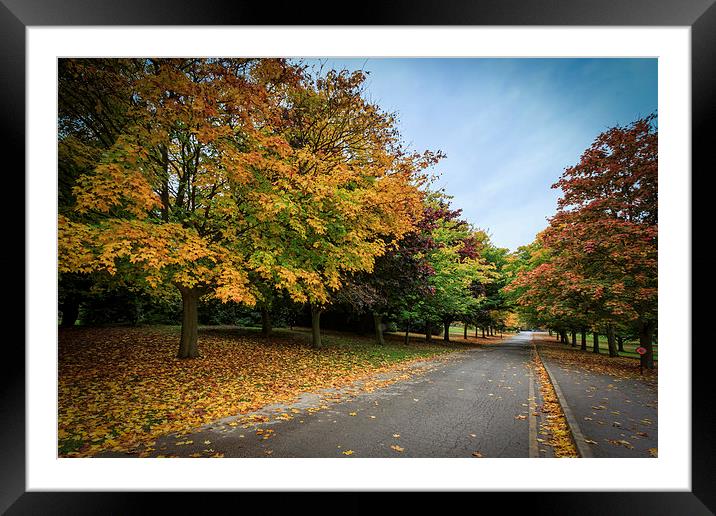 Autumn leafs  Framed Mounted Print by chris smith