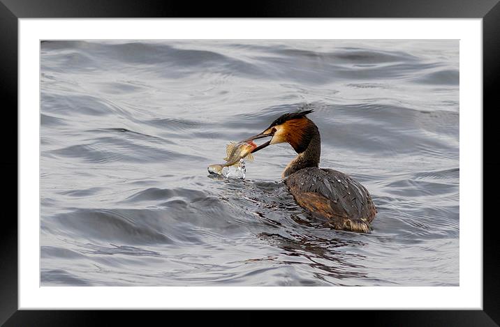 Great crested grebe Framed Mounted Print by chris smith