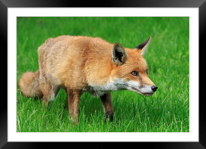 Red Fox  Framed Mounted Print by chris smith