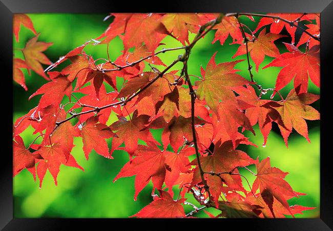 Autumn maple leaves  Framed Print by chris smith