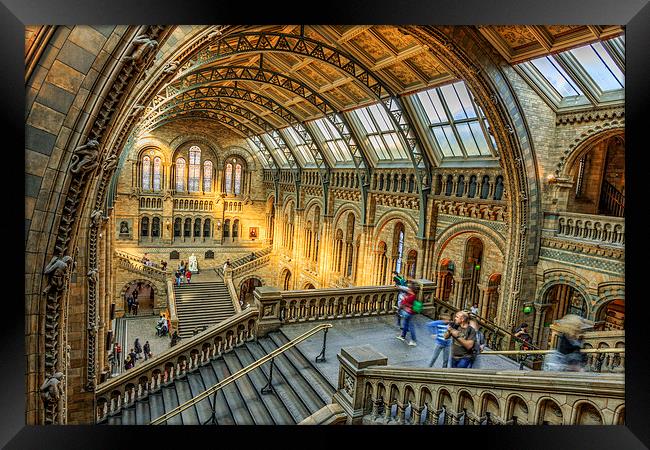 Natural History Museum  Framed Print by chris smith