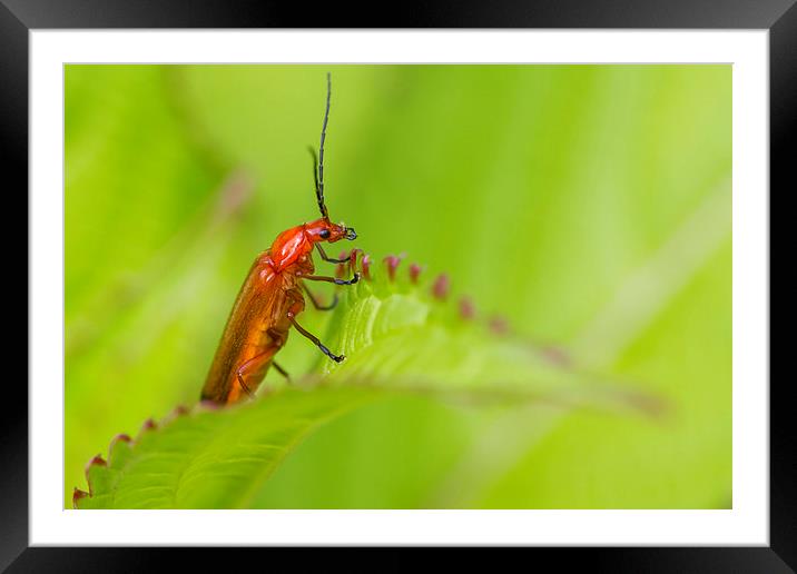 Beetle (Rhagonycha fulva) Framed Mounted Print by chris smith