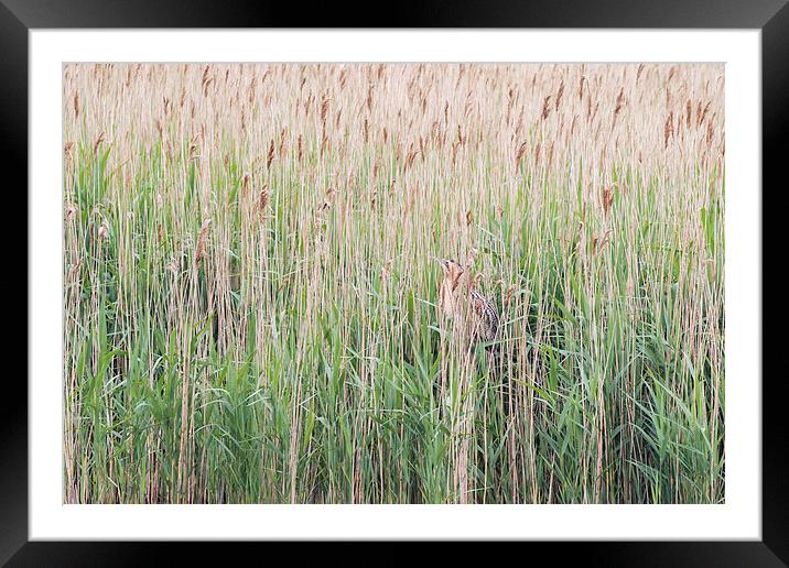 Bittern (Botaurus stellaris) Framed Mounted Print by chris smith