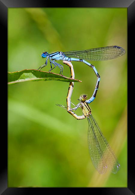 Common Blue Damselflies. Framed Print by chris smith