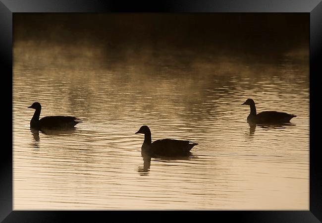 Goose Silhouette Framed Print by chris smith