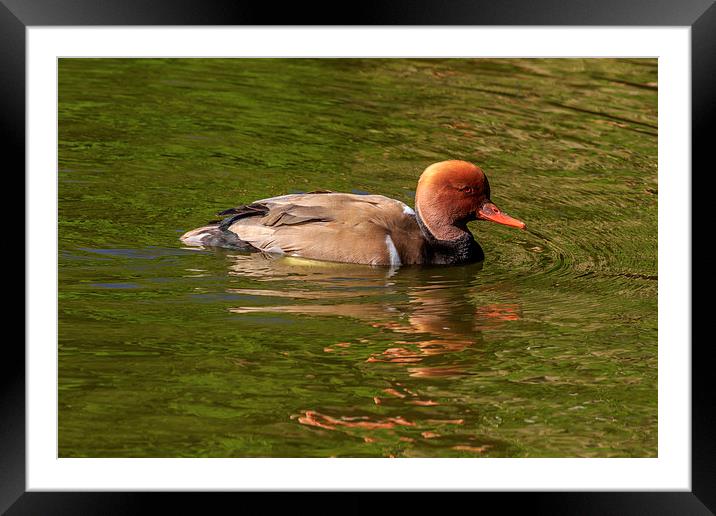 Red-crested Pochard,  Framed Mounted Print by chris smith