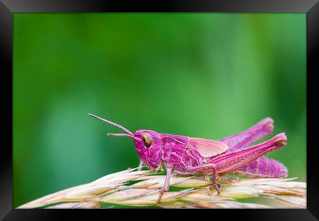 Pink Grasshopper Framed Print by chris smith