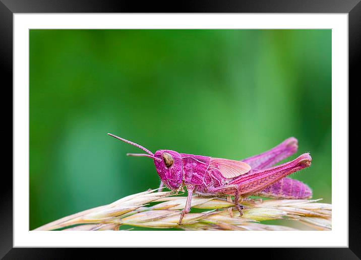 Pink Grasshopper Framed Mounted Print by chris smith