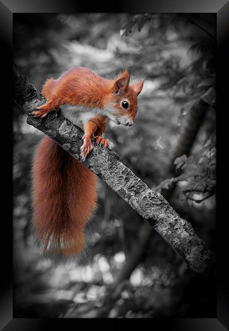 Red squirrel (Sciurus vulgaris) Framed Print by chris smith