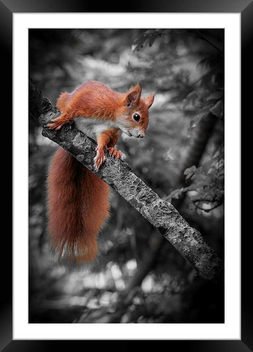 Red squirrel (Sciurus vulgaris) Framed Mounted Print by chris smith