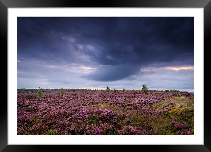 Heather Storm Framed Mounted Print by chris smith