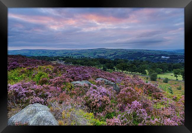 Heather Sunset Framed Print by chris smith