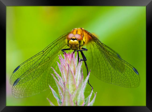 Dragonfly. Framed Print by chris smith