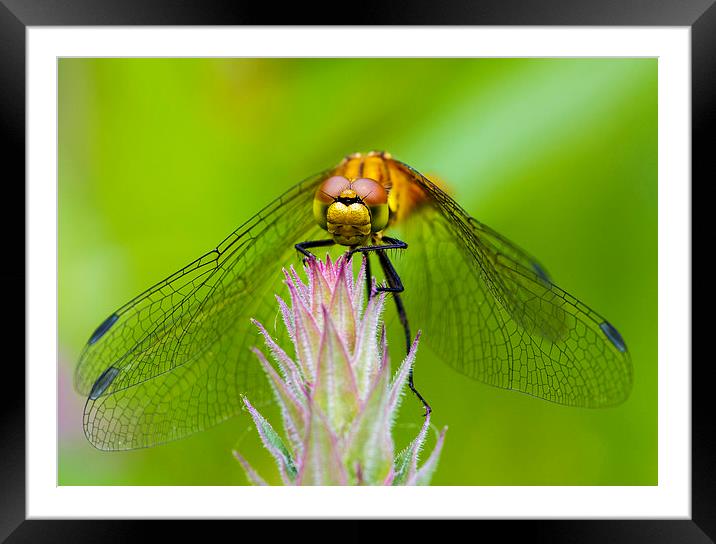 Dragonfly. Framed Mounted Print by chris smith