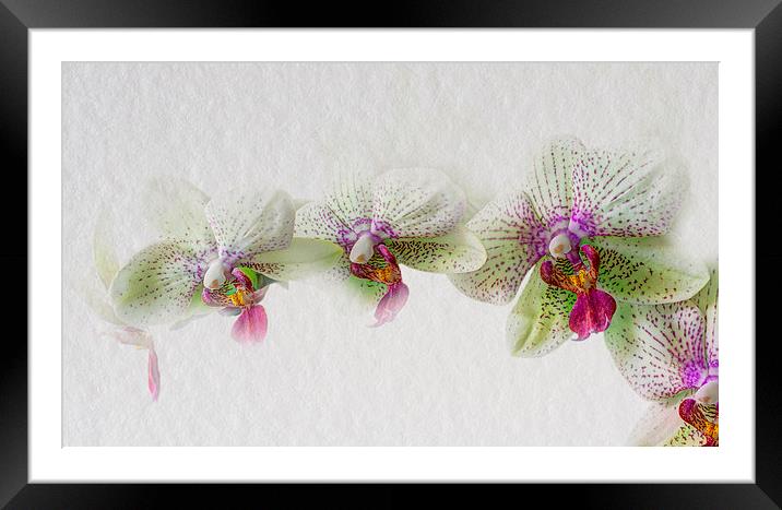 Orchid Framed Mounted Print by chris smith