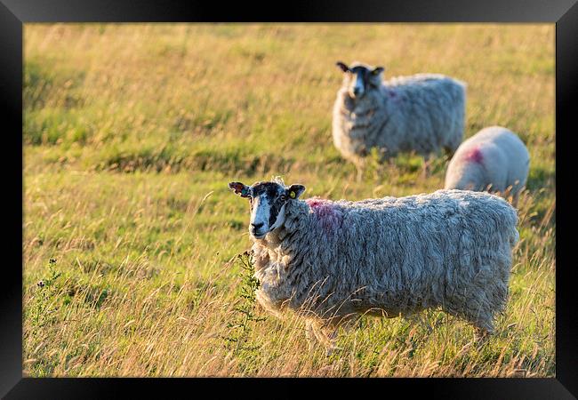 Sheep in sunset light Framed Print by chris smith