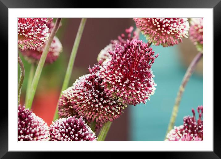 Allium mohican Framed Mounted Print by chris smith