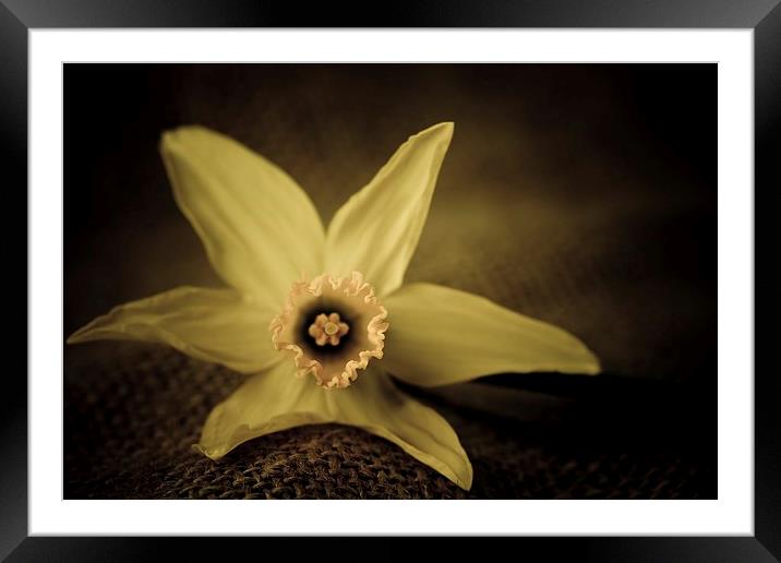  Vintage daffodil. Framed Mounted Print by chris smith