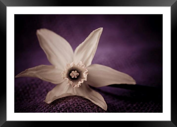  Vintage daffodil Framed Mounted Print by chris smith