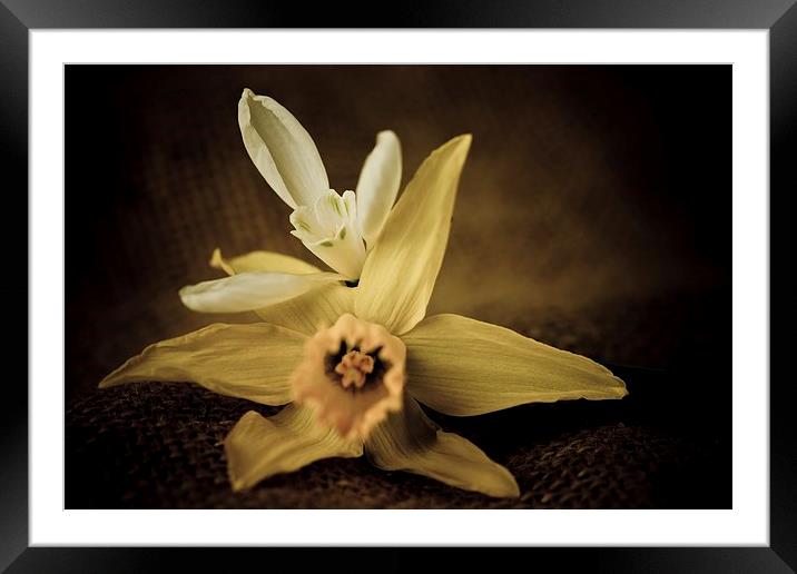  Vintage Daffodil and Snowdrop Framed Mounted Print by chris smith