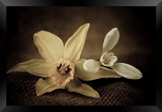  Vintage Daffodil and Snowdrop. Framed Print by chris smith