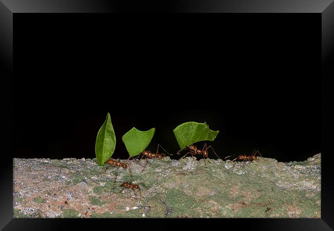 Leaf cutter ants  Framed Print by chris smith