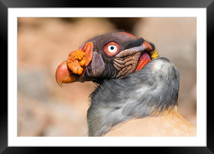 King vulture (Sarcoramphus papa). Framed Mounted Print by chris smith