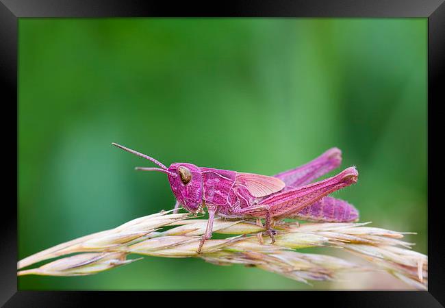 Pink Grasshopper.  Framed Print by chris smith