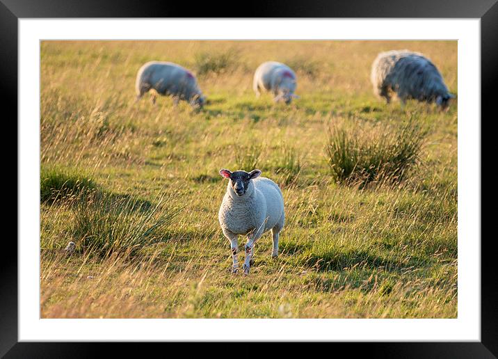 Sheep in sunset light. Framed Mounted Print by chris smith