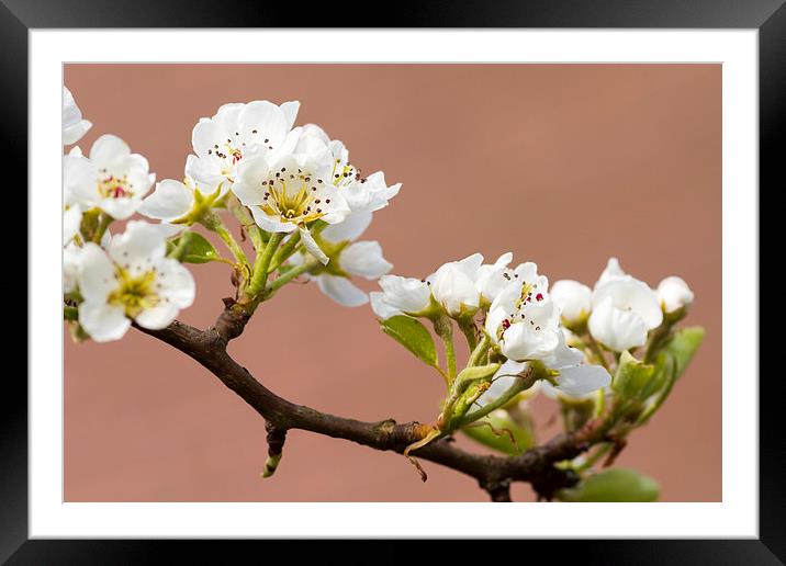 Pear Blossom  Framed Mounted Print by chris smith