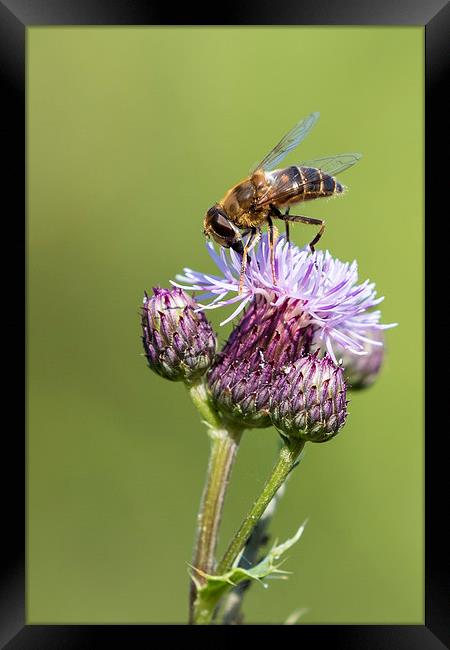 Bee on a thistle   Framed Print by chris smith