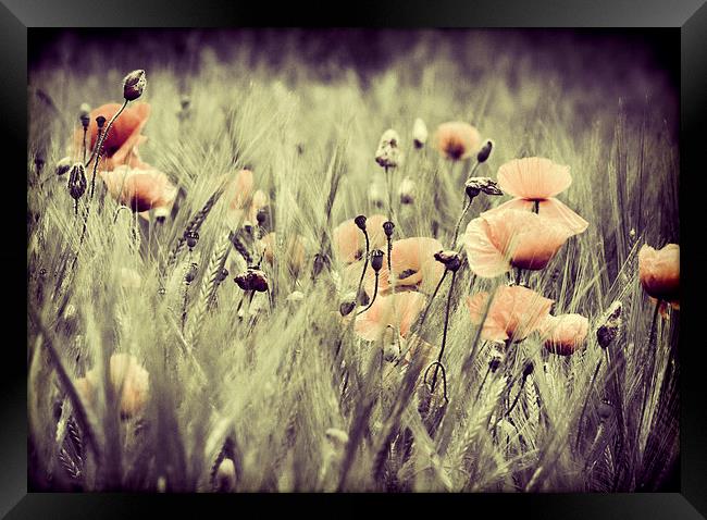 Poppy Framed Print by chris smith