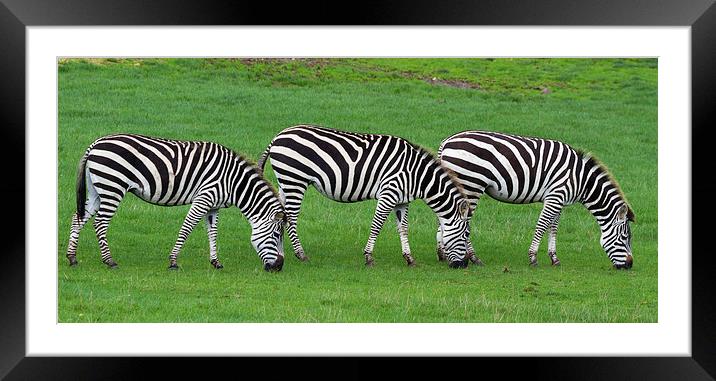zebra  Framed Mounted Print by chris smith