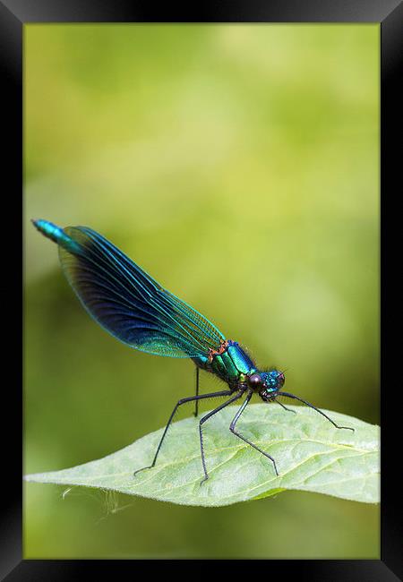 Banded demoiselle   (Calopteryx splendens)  Framed Print by chris smith