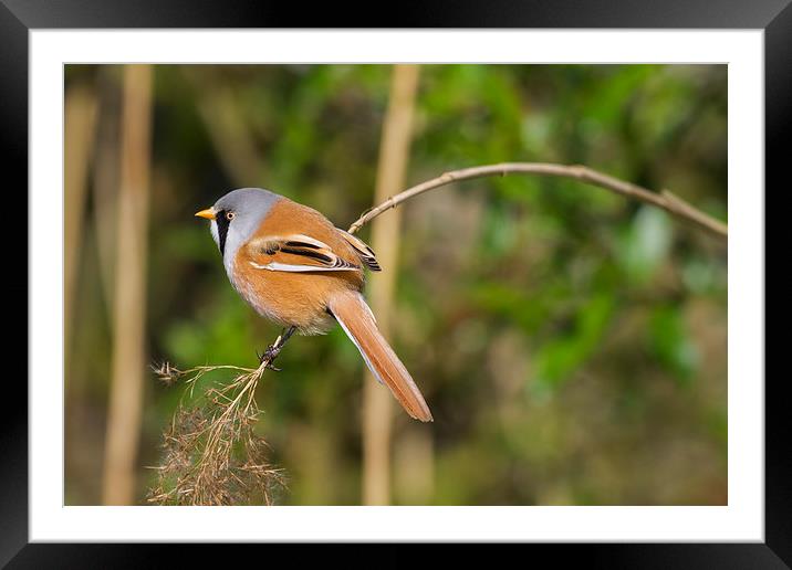 Male Bearded Tit ( Panurus biarmicus ) Framed Mounted Print by chris smith