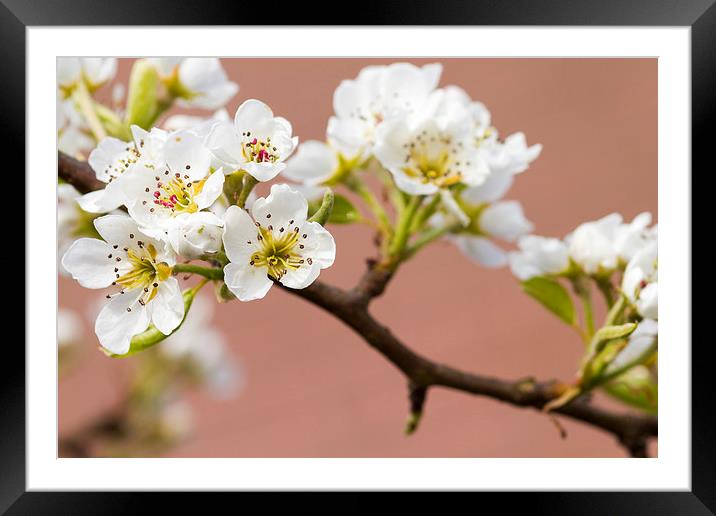 Pear Blossom.  Framed Mounted Print by chris smith