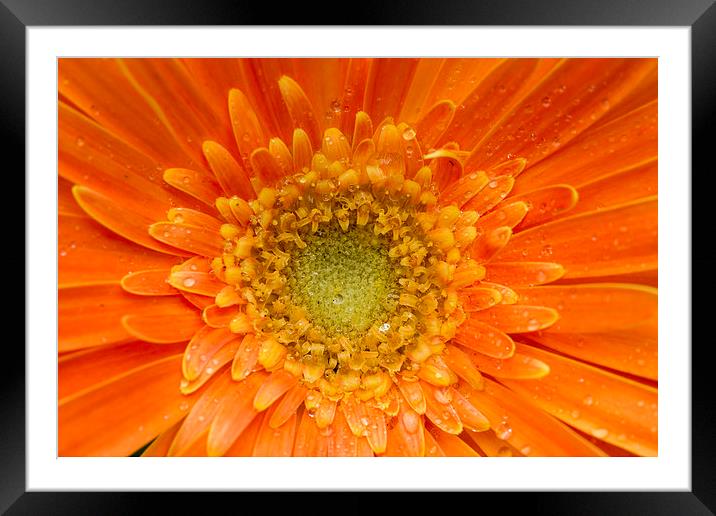 Gerbera. Framed Mounted Print by chris smith